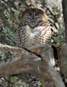 Mexican Spotted Owl