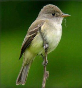 Southwestern Willow Flycatcher